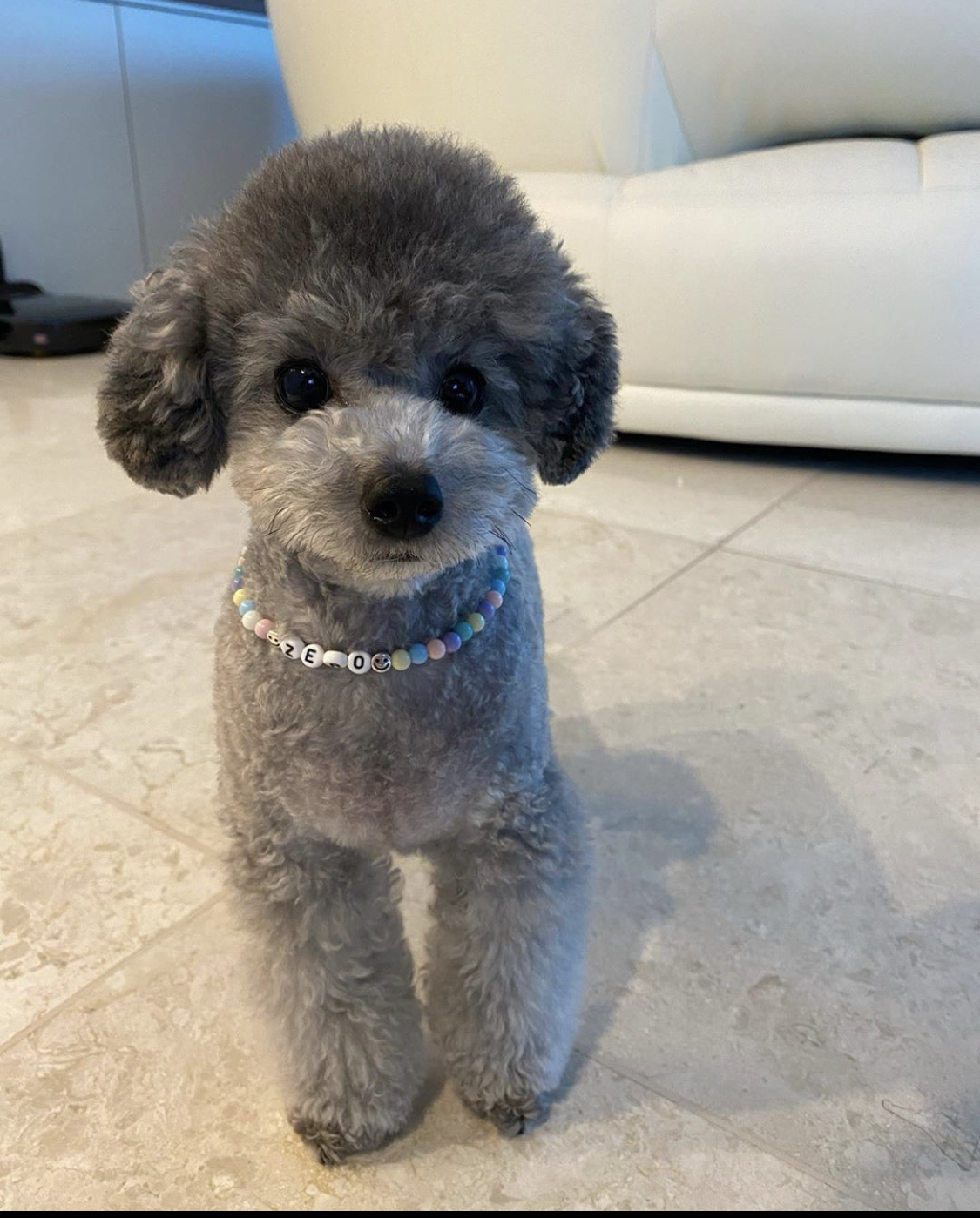 너네 연예인 반려견 누구누구 알아? | 인스티즈