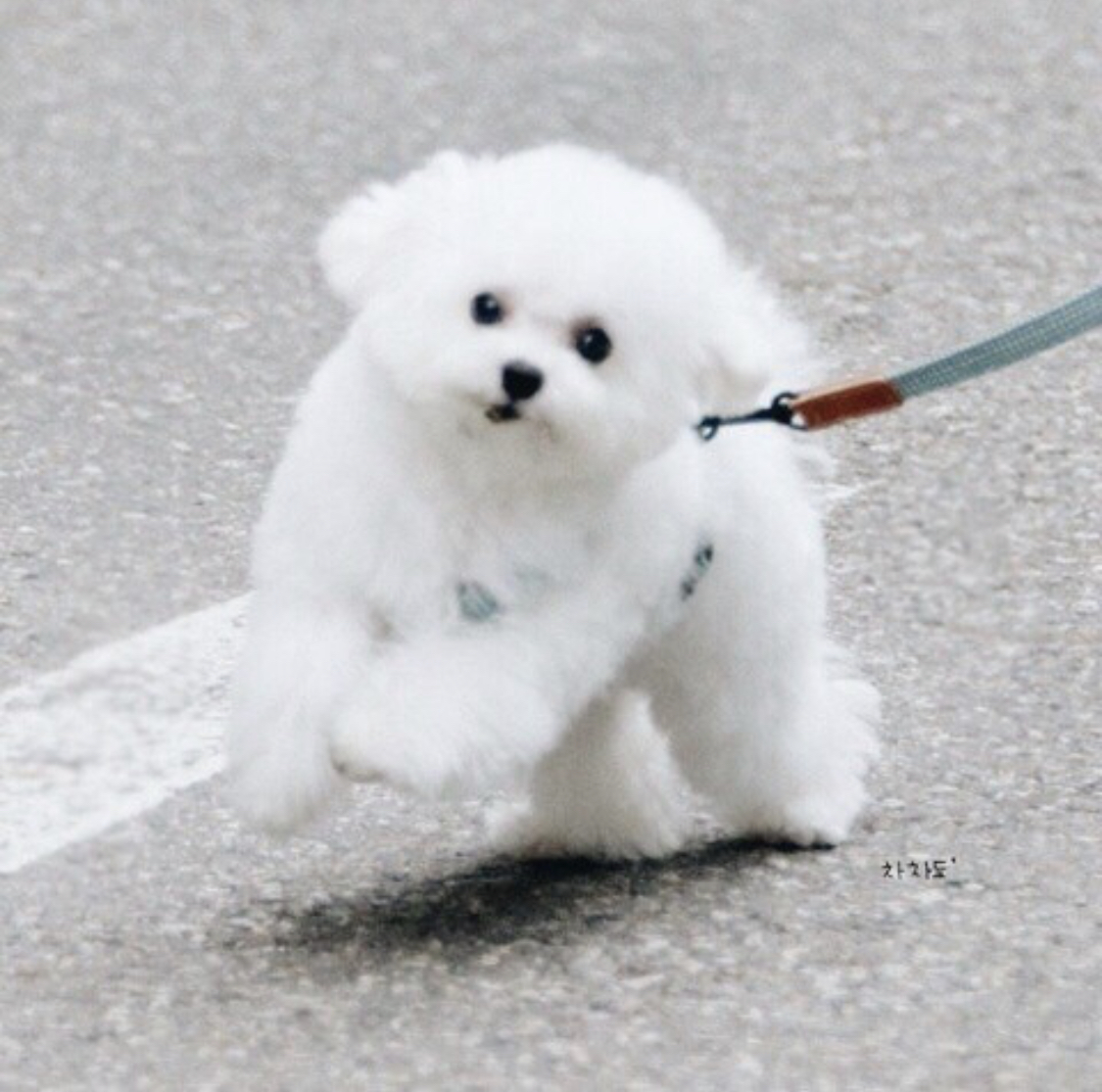 너네 연예인 반려견 누구누구 알아? | 인스티즈