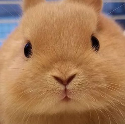 김도영 니가 토끼야? | 인스티즈