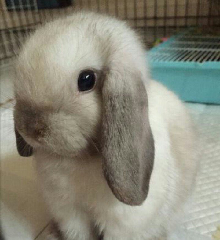 김도영 니가 토끼야? | 인스티즈