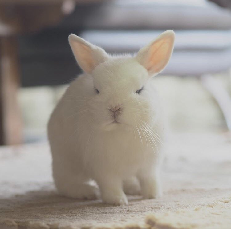 김도영 니가 토끼야? | 인스티즈