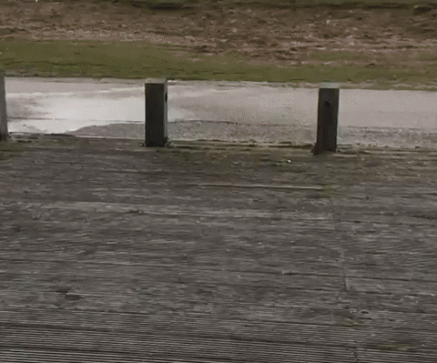 자신감 넘치는 댕댕이 점프.gif | 인스티즈