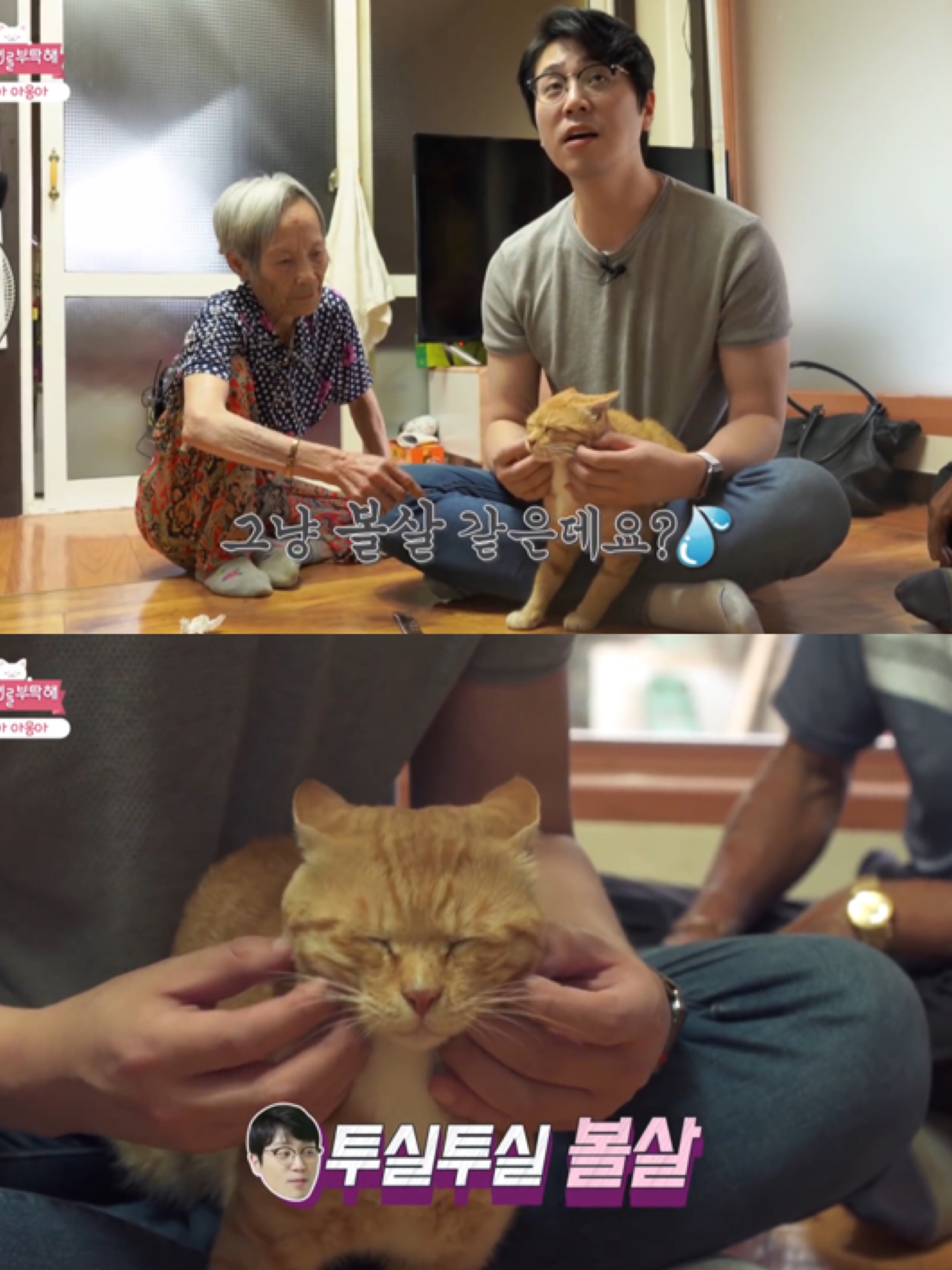 [고양이를부탁해] 고양이 목에 생긴 혹의 정체 | 인스티즈