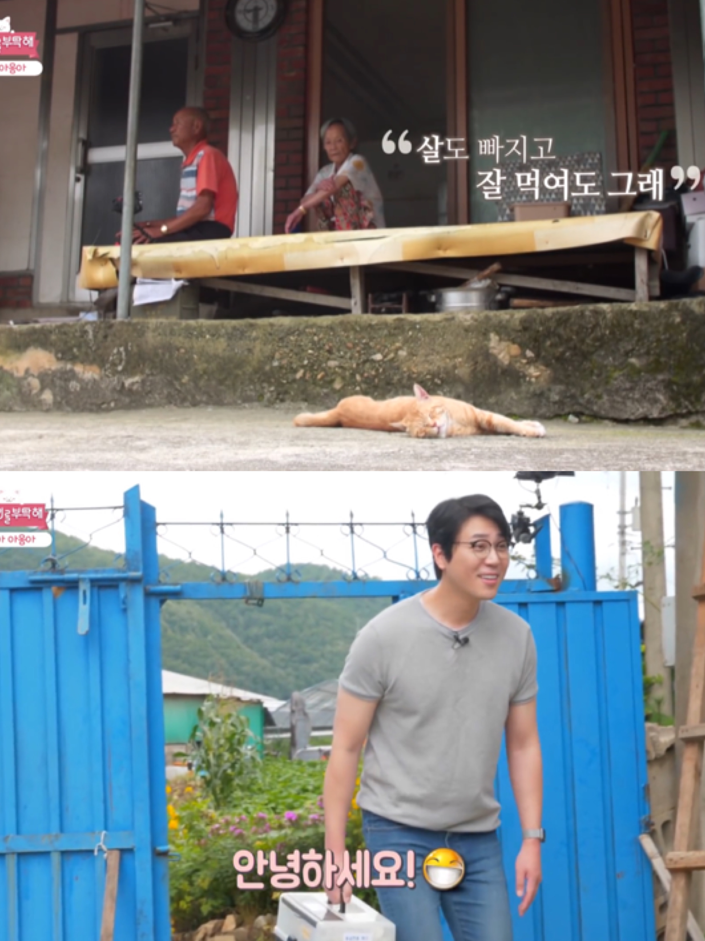 [고양이를부탁해] 고양이 목에 생긴 혹의 정체 | 인스티즈