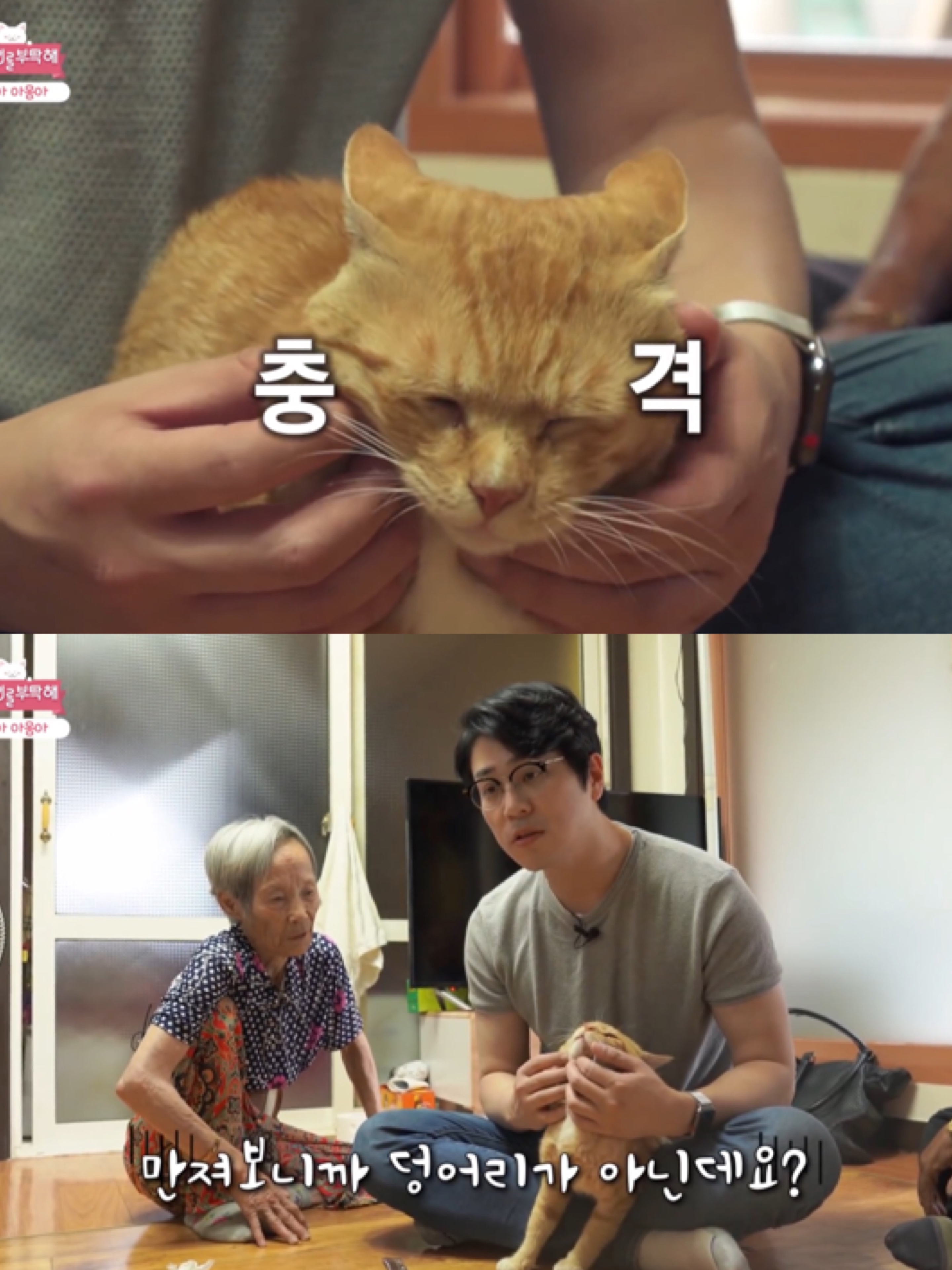 [고양이를부탁해] 고양이 목에 생긴 혹의 정체 | 인스티즈