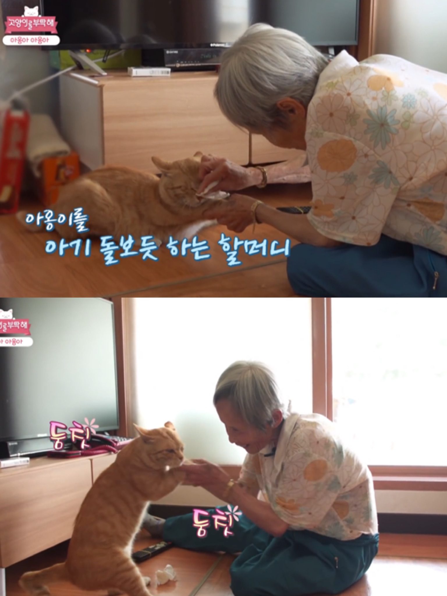 [고양이를부탁해] 고양이 목에 생긴 혹의 정체 | 인스티즈
