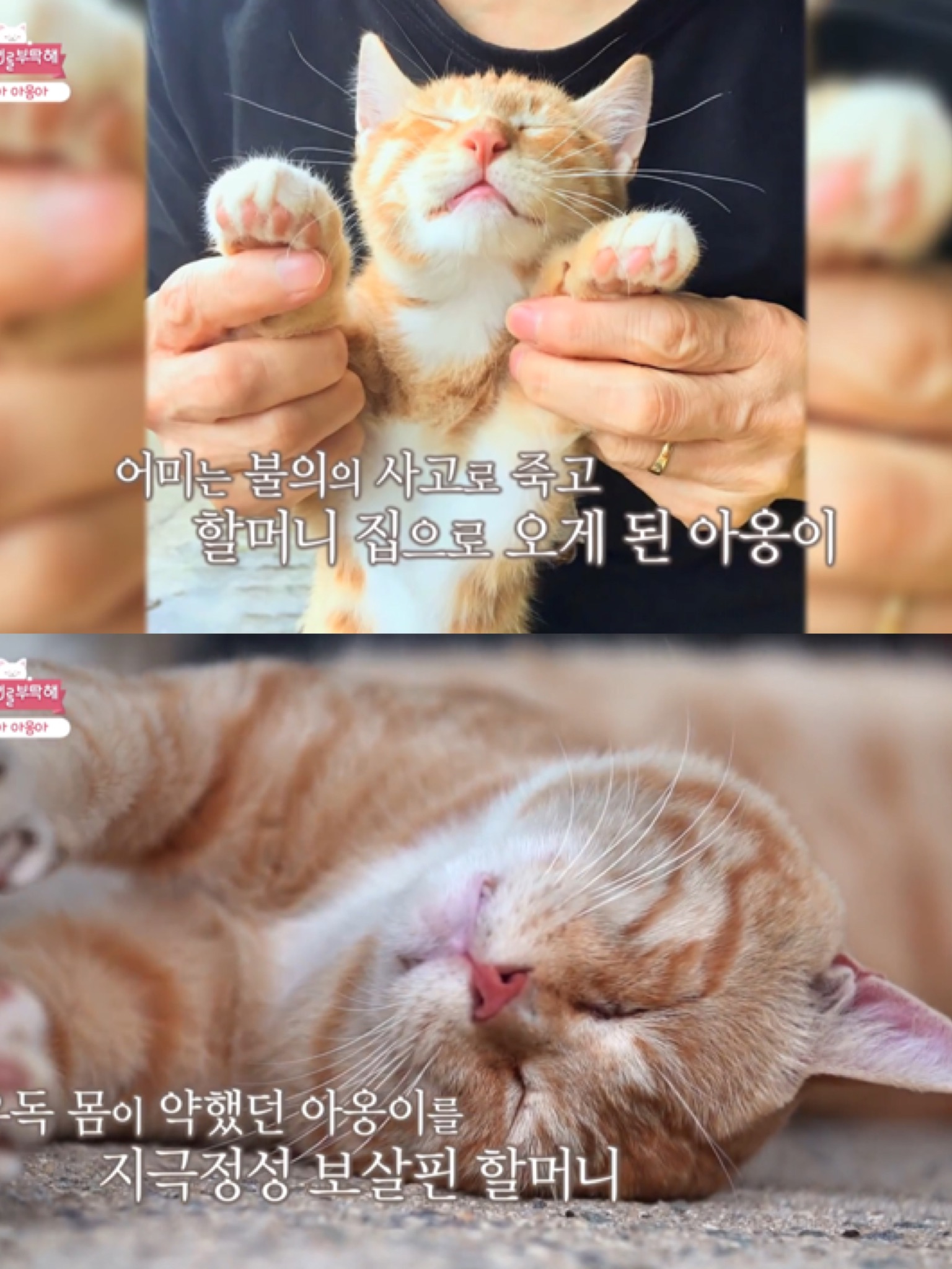 [고양이를부탁해] 고양이 목에 생긴 혹의 정체 | 인스티즈