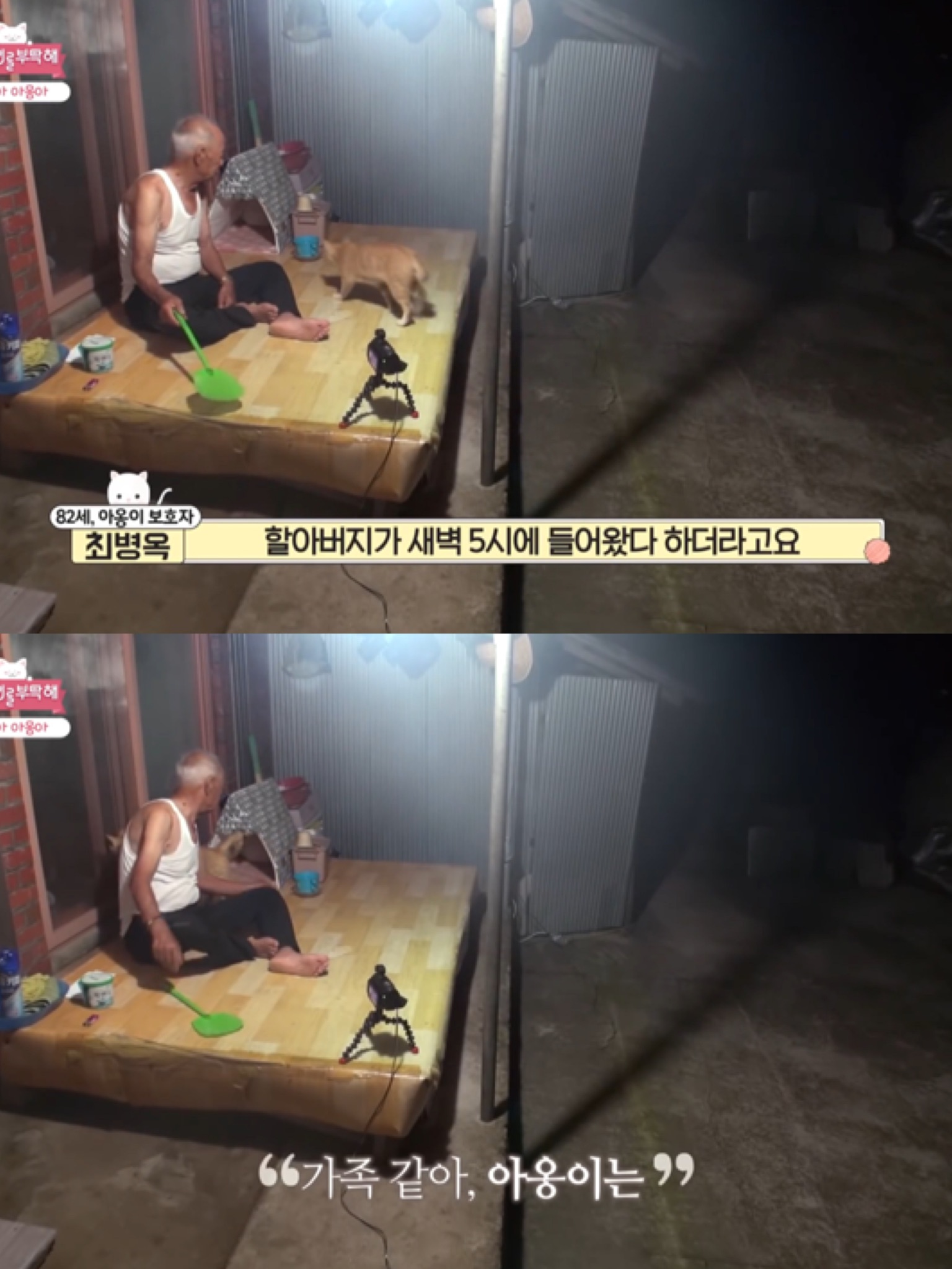 [고양이를부탁해] 고양이 목에 생긴 혹의 정체 | 인스티즈