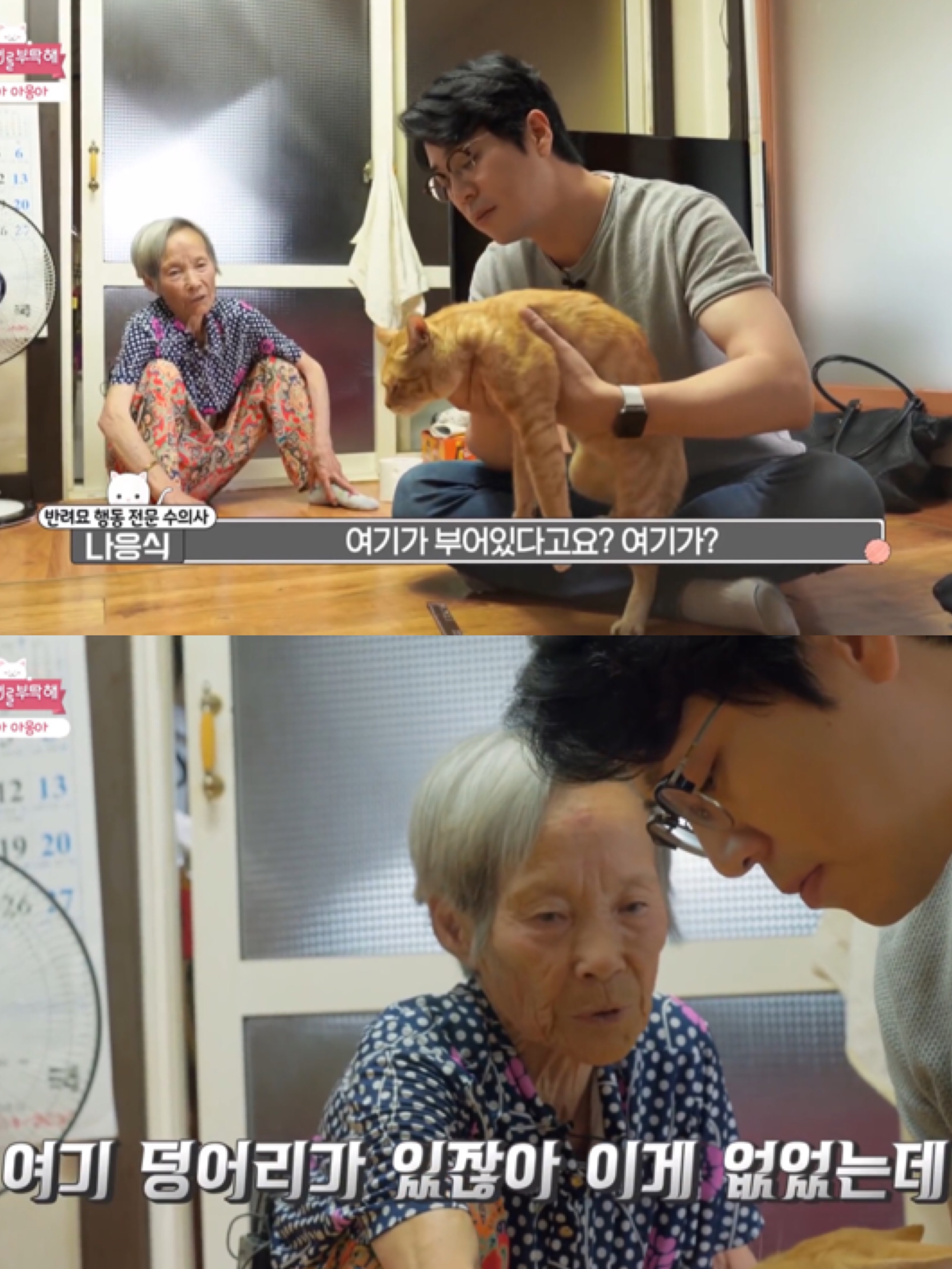 [고양이를부탁해] 고양이 목에 생긴 혹의 정체 | 인스티즈