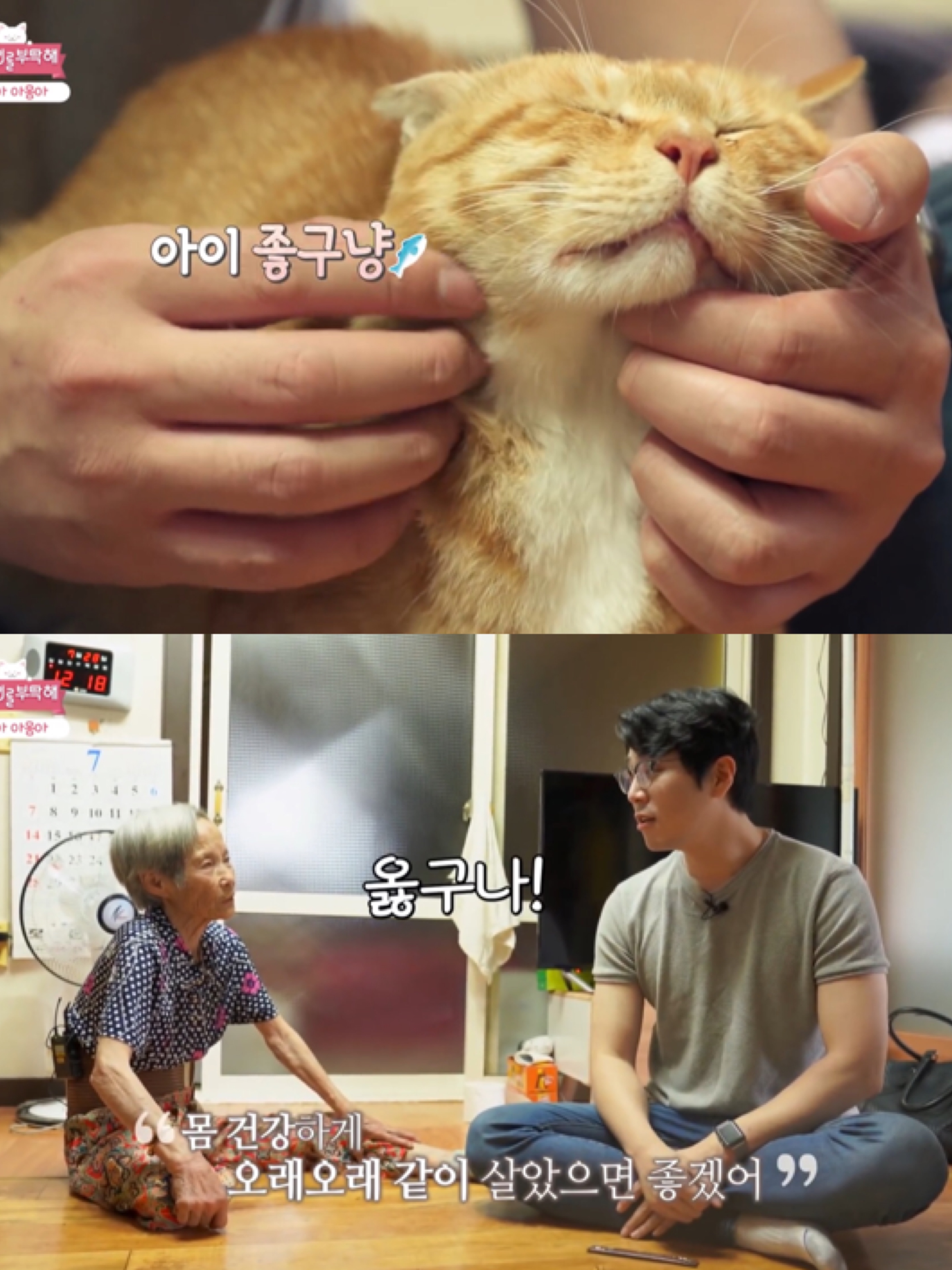 [고양이를부탁해] 고양이 목에 생긴 혹의 정체 | 인스티즈