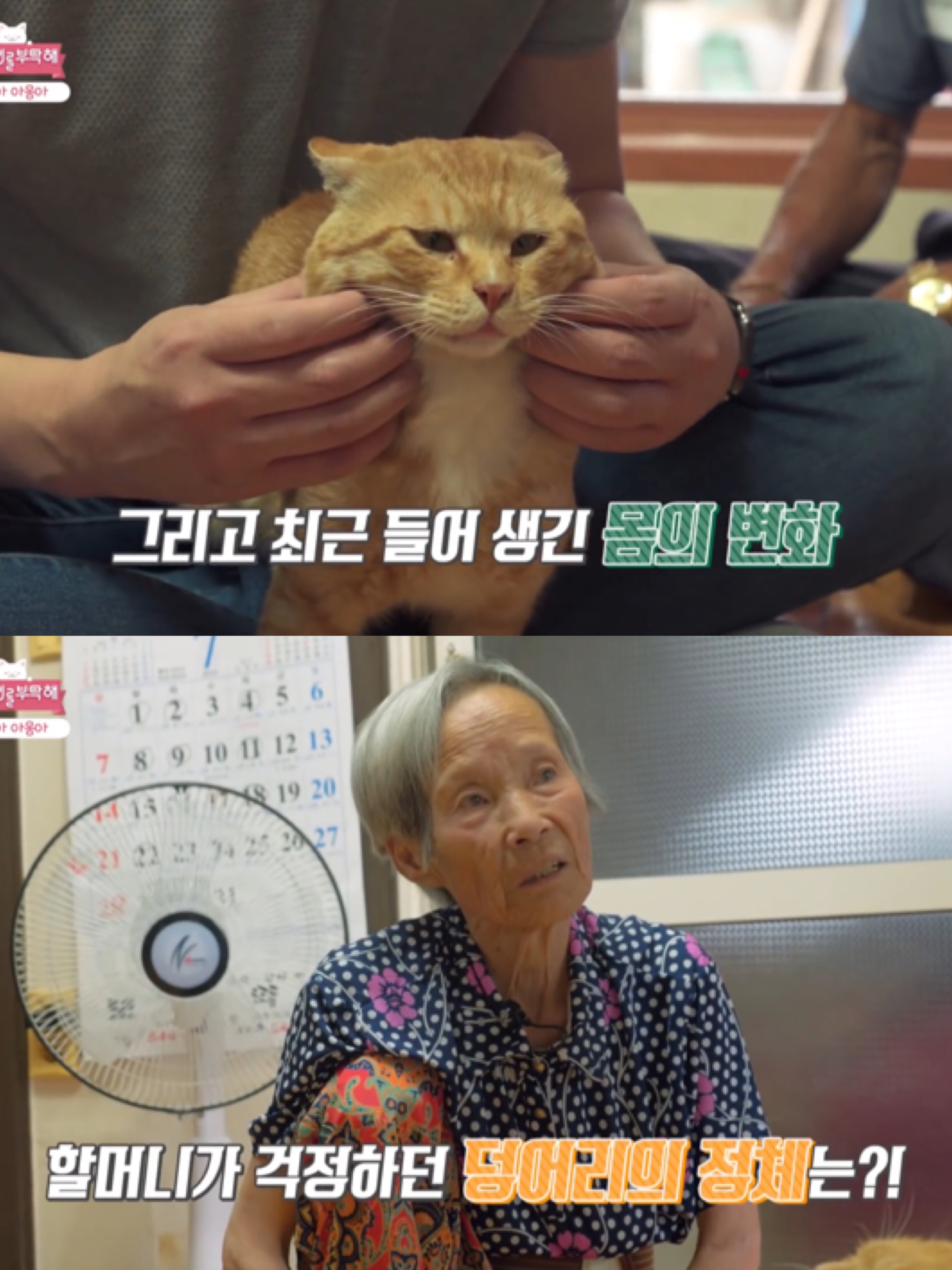 [고양이를부탁해] 고양이 목에 생긴 혹의 정체 | 인스티즈