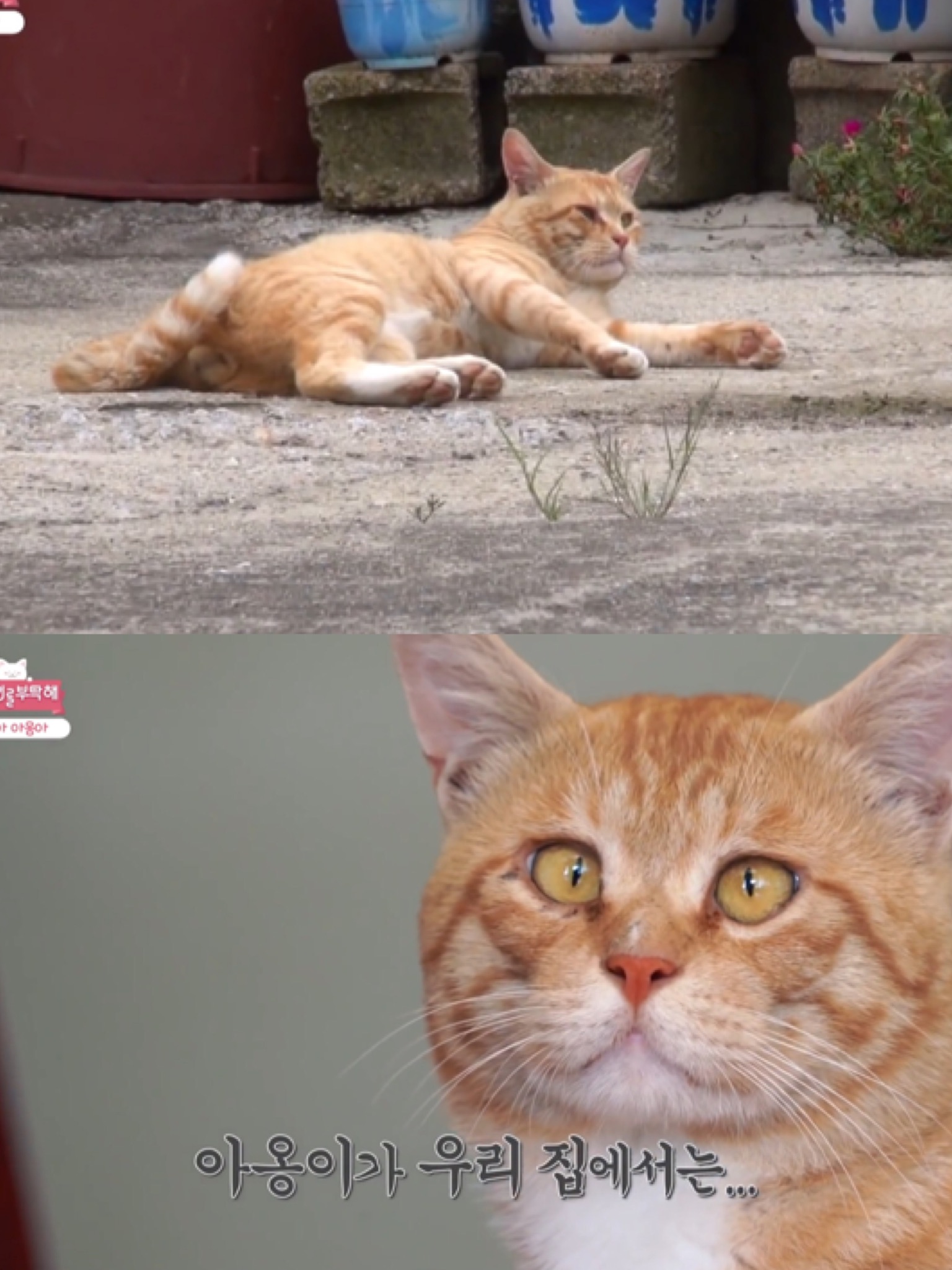 [고양이를부탁해] 고양이 목에 생긴 혹의 정체 | 인스티즈