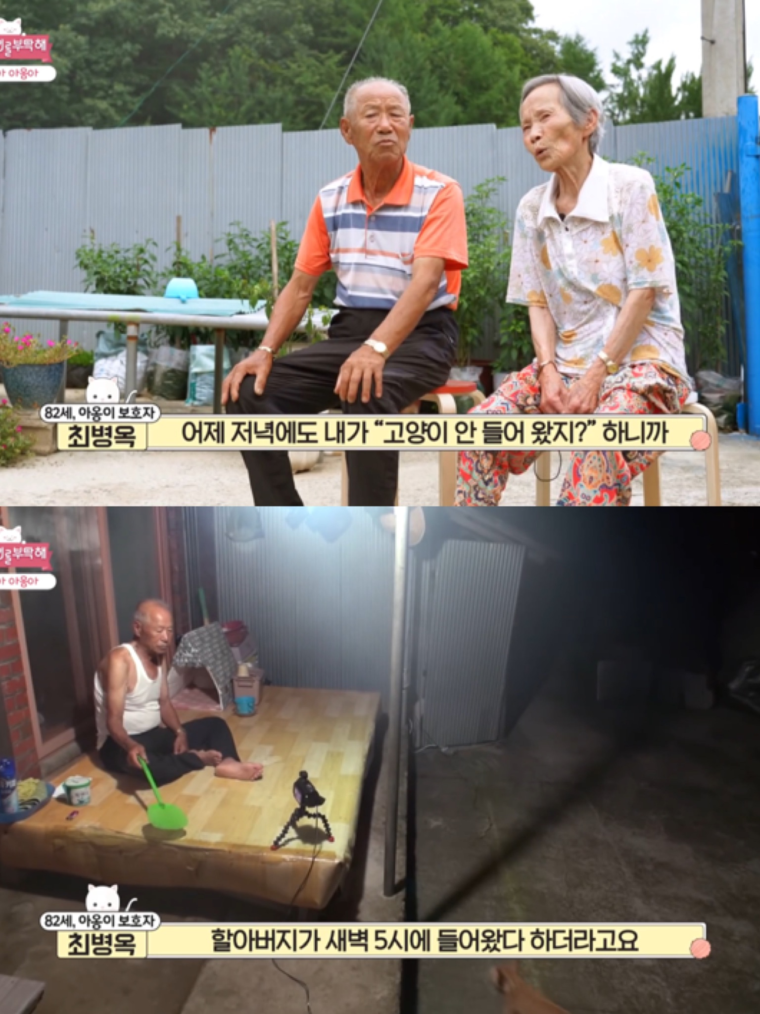 [고양이를부탁해] 고양이 목에 생긴 혹의 정체 | 인스티즈