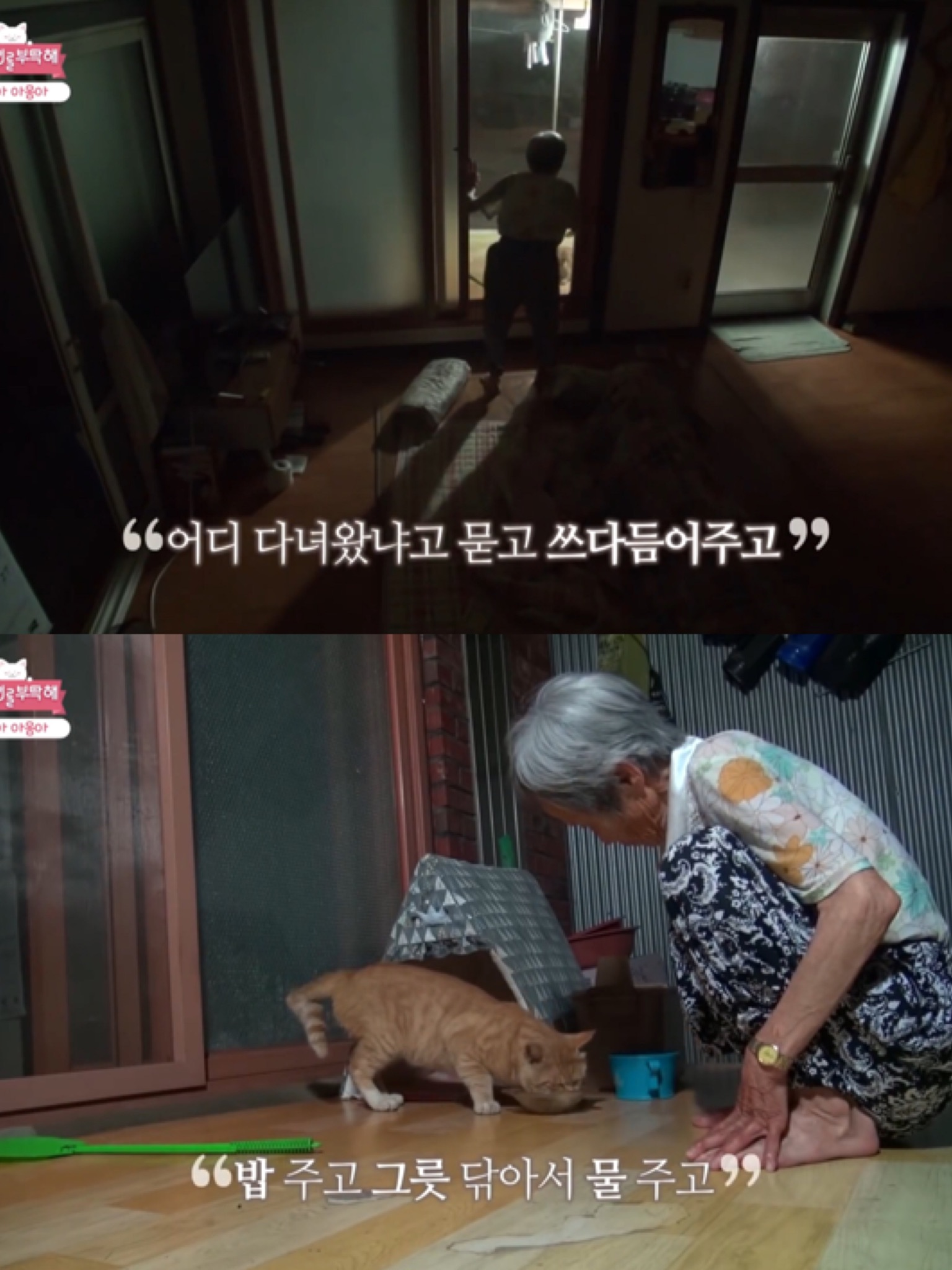 [고양이를부탁해] 고양이 목에 생긴 혹의 정체 | 인스티즈