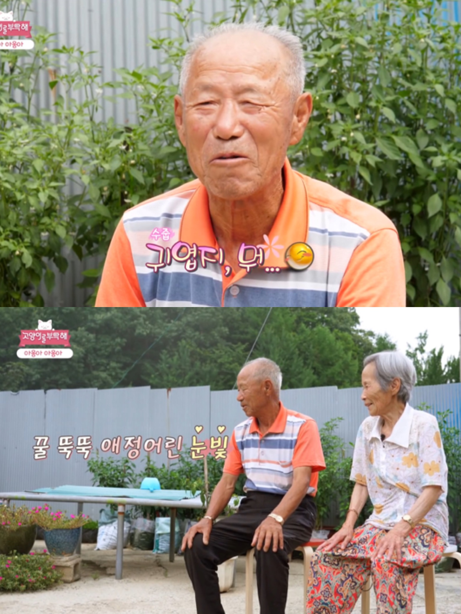 [고양이를부탁해] 고양이 목에 생긴 혹의 정체 | 인스티즈