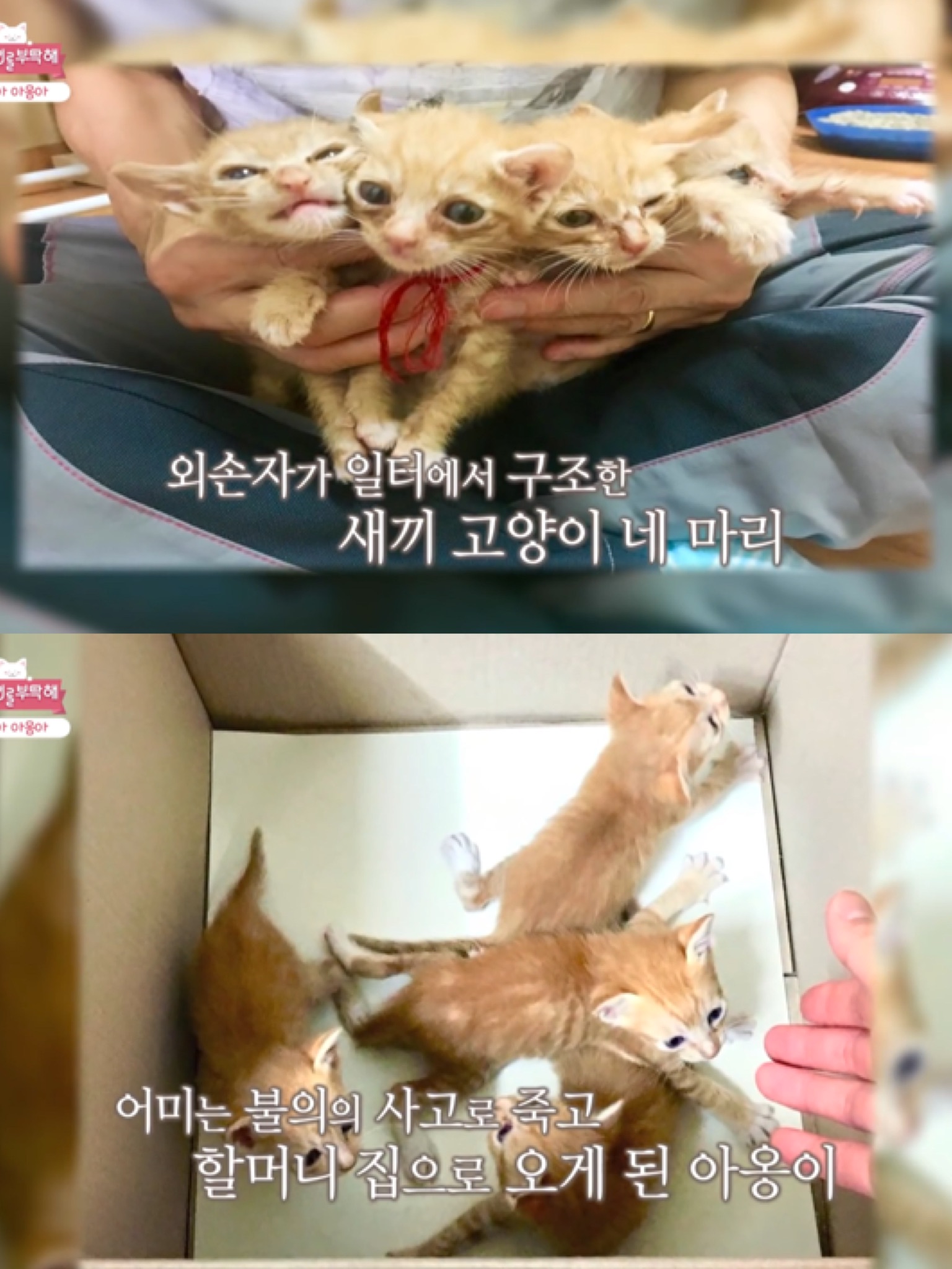 [고양이를부탁해] 고양이 목에 생긴 혹의 정체 | 인스티즈