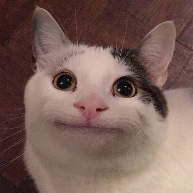 온앤오프 엠케이 이거 진짜 예의바른 고양이짤이다 | 인스티즈