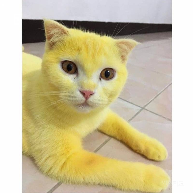 곰팡이에 걸린 그 고양이 치료법 | 인스티즈