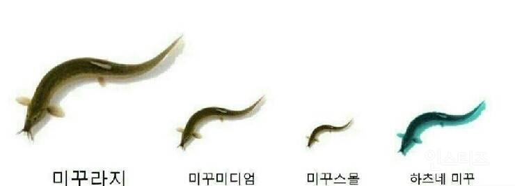 한국에서 포획되는 미꾸라지의 종류 | 인스티즈
