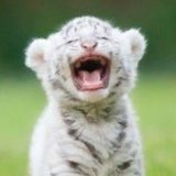 백현이는 호랑이네 | 인스티즈