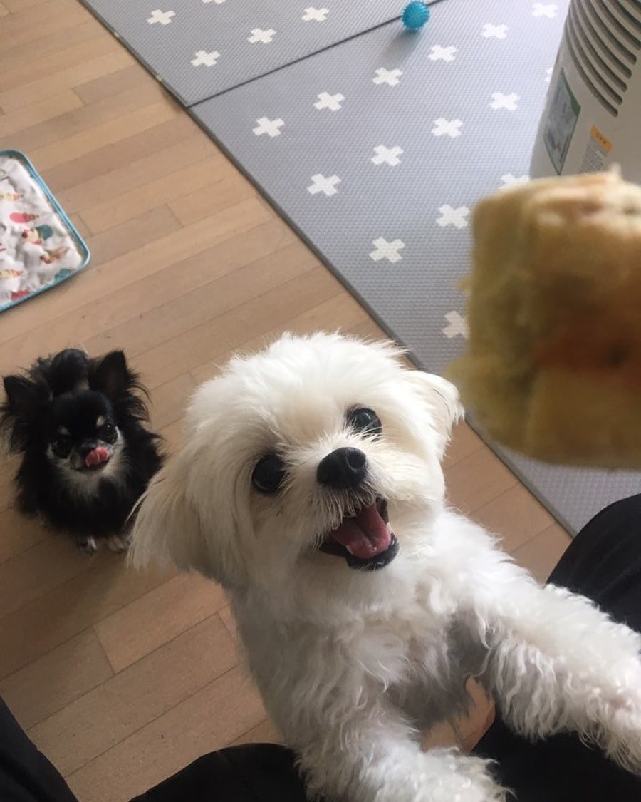 어질리티 나오는 러블리즈 지수 댕댕이 우주✨ | 인스티즈