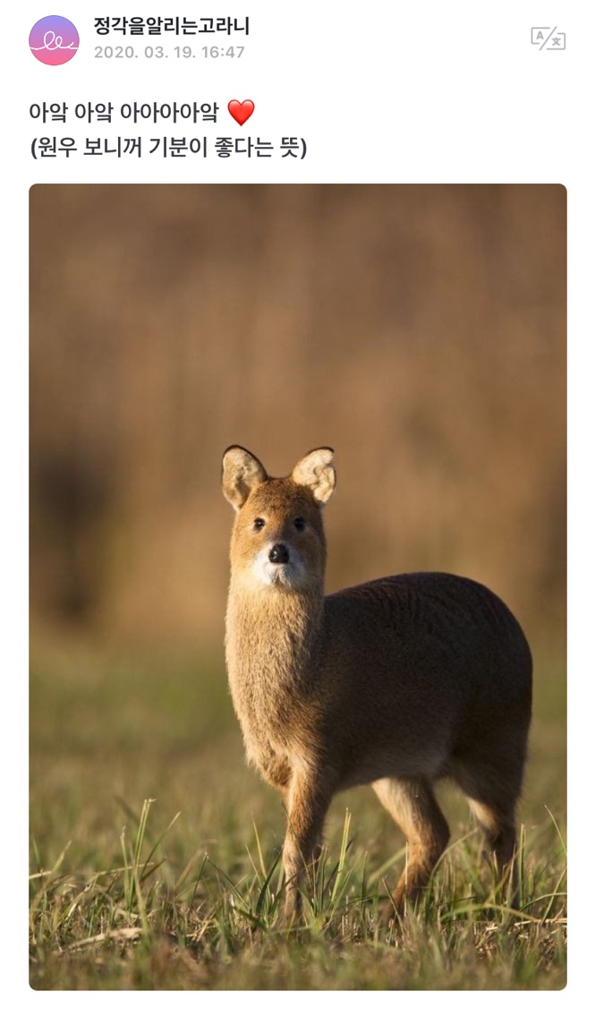 세븐틴 위버스에서 컨셉 잡았던 팬 중에 제일 웃긴 거 이거 | 인스티즈