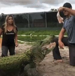 악어: 나 삐짐.gif | 인스티즈