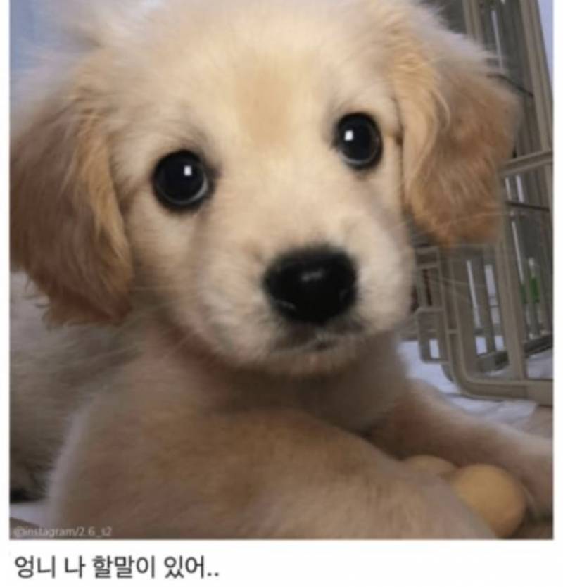 강아지가 한달만 여행가도 되냐는 여행허락받는 글 봤는데 ㅜㅜㅜ | 인스티즈