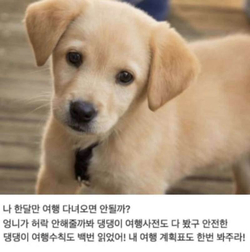 강아지가 한달만 여행가도 되냐는 여행허락받는 글 봤는데 ㅜㅜㅜ | 인스티즈