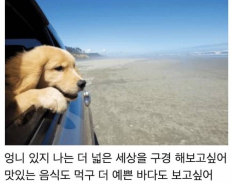 강아지가 한달만 여행가도 되냐는 여행허락받는 글 봤는데 ㅜㅜㅜ | 인스티즈