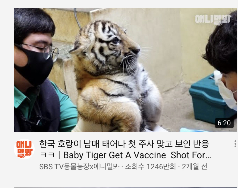 아닠ㅋㅋㅋㅋㅋ나 오늘 호랑이 뮤비 몇번 봤다고 유툽 알고리즘 뜨는거 봨ㅋㅋㅋㅋ | 인스티즈