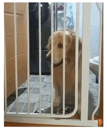 겁 많은 댕댕이 | 인스티즈