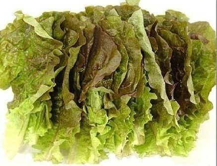 우리애기 오대오는 홍합 아니고 | 인스티즈