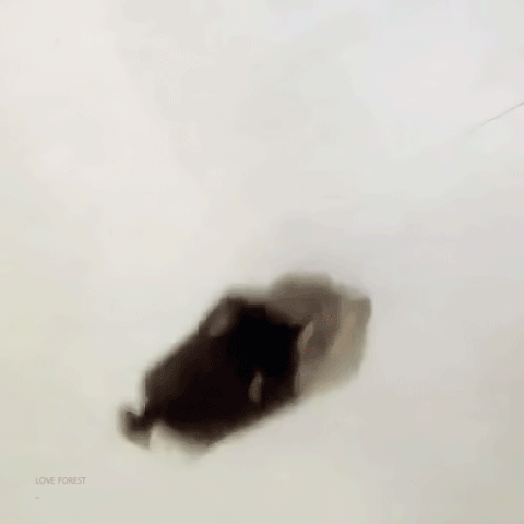 천재 강아지 김연탄 생일 축하해💜 | 인스티즈