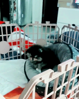 [미디어] 연탄이 엄마가 가져온 연탄이 사진들 | 인스티즈