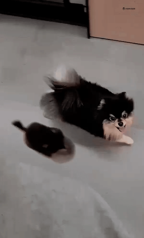 연탄이 진짜 많이큼 ㅋㅋㅋㅋㅋㅋㅋㅋㅋㅋㅋㅋㅋ | 인스티즈