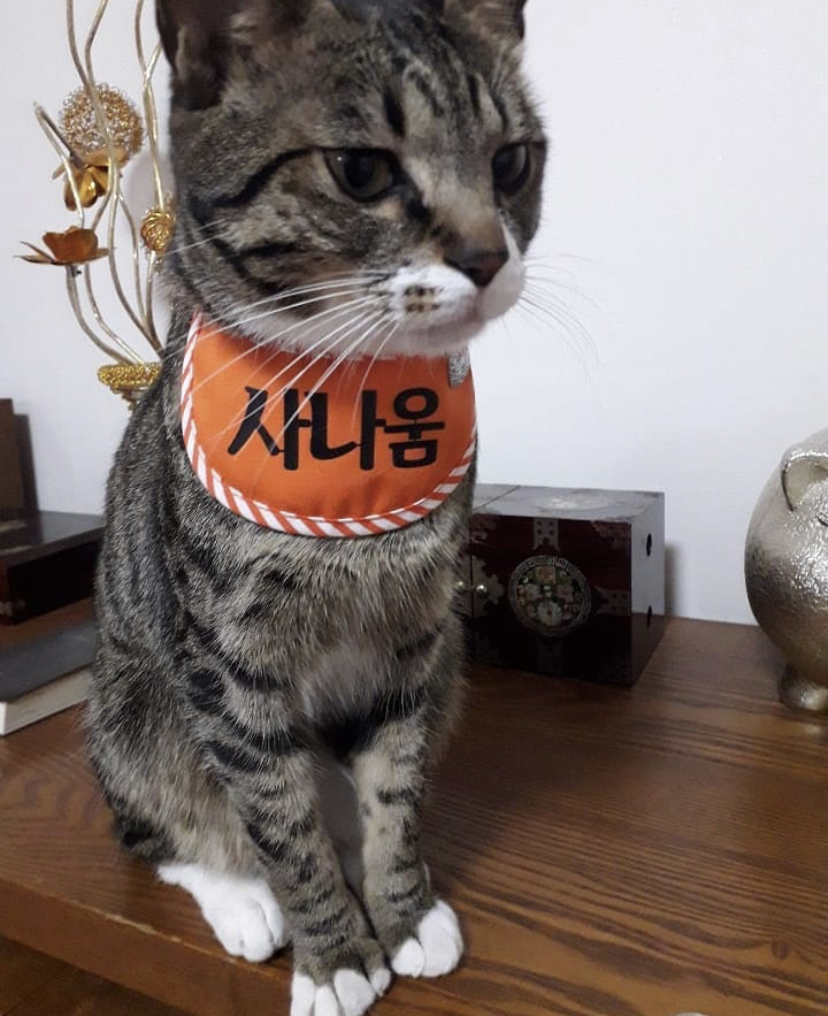 아니 본진 고양이 진짜 귀엽디ㅠㅠㅠㅠㅠㅠㅠㅠ | 인스티즈