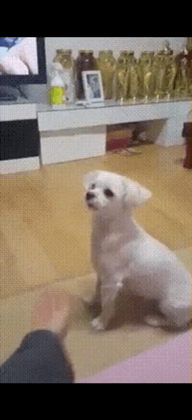 강아지 놀리기 | 인스티즈