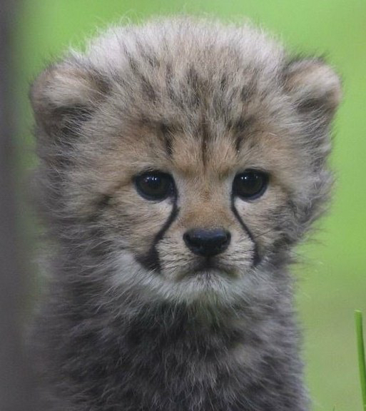 뭐야 나 인터넷 돌아다니다가 엔시티 마크씨 닮은 동물 사진이라고 해서 봤다가 놀람 | 인스티즈