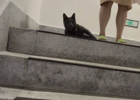 누가 고양이를 잃어버린 것 같아ㅠ 도와줘... | 인스티즈