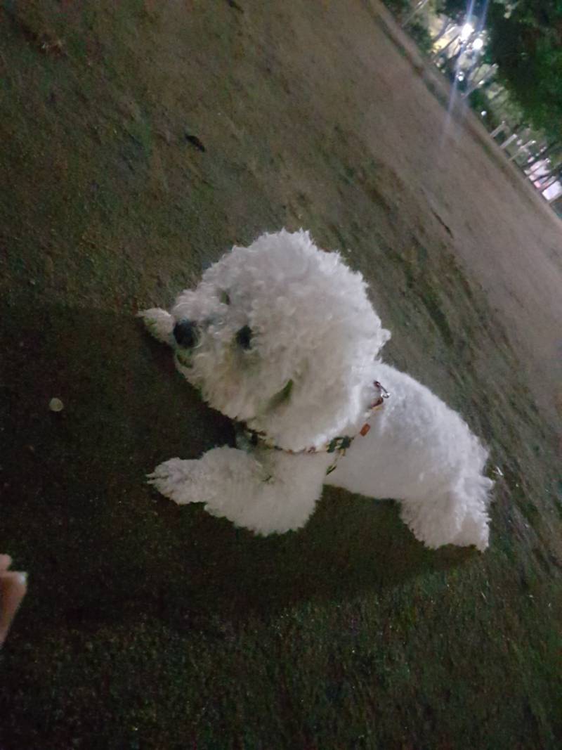 동네 강아지랑 노는중♡♡ | 인스티즈