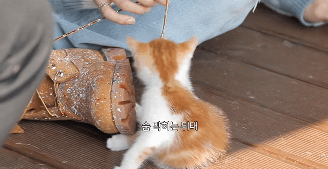 와 진짜 너무너무 귀엽다 진짜 진짜 진짜 너무너무너무 귀엽다 다들 제발 봐봐 진짜 너무너무너무너무너무 귀여움 진짜 너무너무너무너무너무너무너무 귀엽다 | 인스티즈