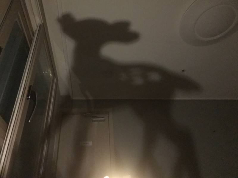 🦌헉 내방에 밤비한마리 있어🦌 | 인스티즈