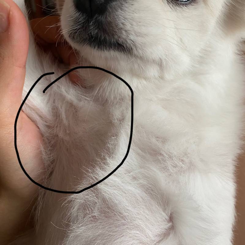 익들앙 ㅠ 강아지 겨드랑이 쪽 만져서 올림 소리 치는데 | 인스티즈