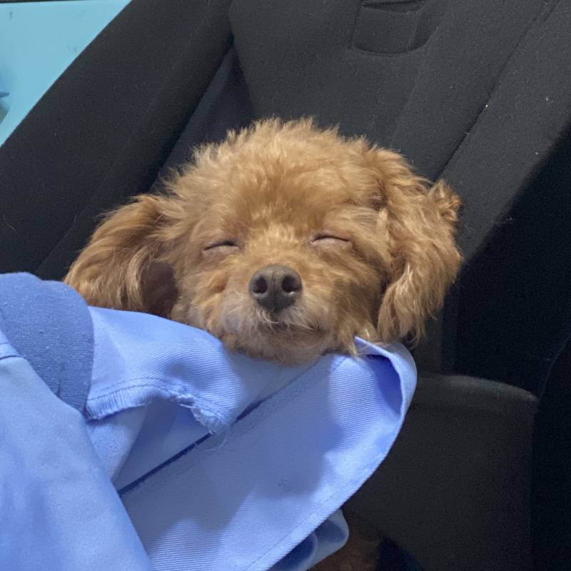 우리집 개 자는 거 봐ㅋㅋㅋ | 인스티즈