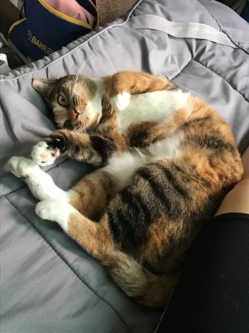 우리집 고양이 실시간으로 귀염떠는중 | 인스티즈