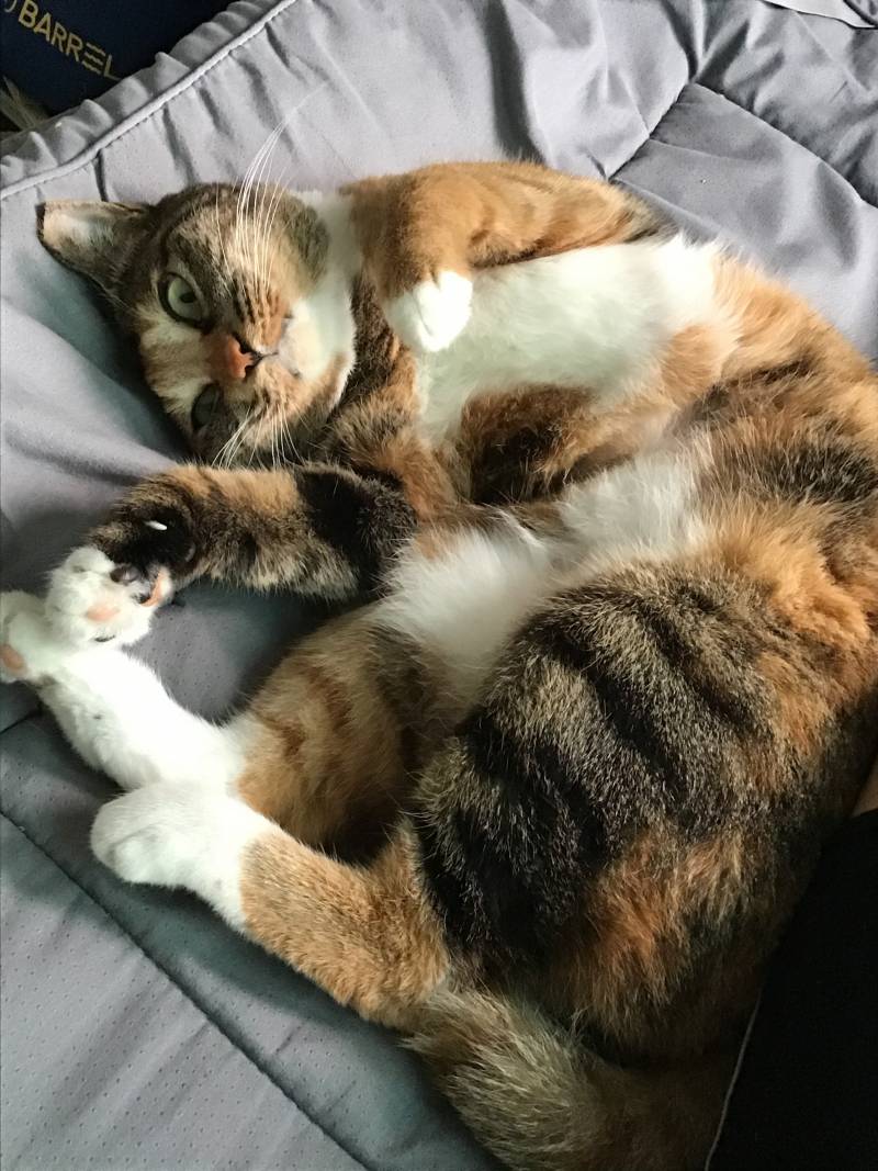 우리집 고양이 실시간으로 귀염떠는중 | 인스티즈