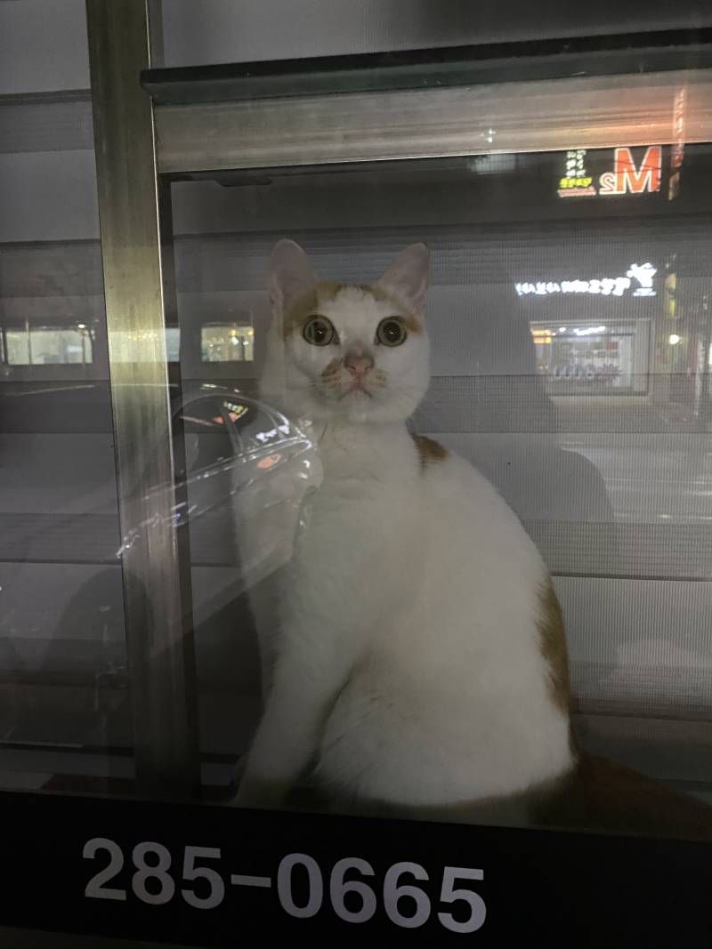 가게에 냥이 혼자 두규 갔다 | 인스티즈