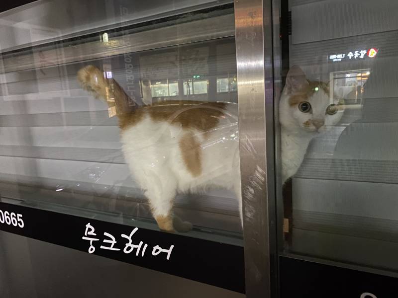 가게에 냥이 혼자 두규 갔다 | 인스티즈