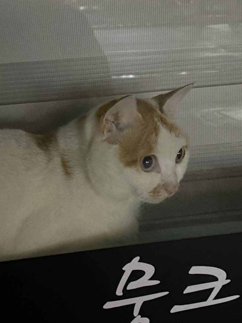 가게에 냥이 혼자 두규 갔다 | 인스티즈